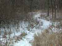 Winter Trail