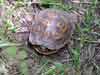 Box Turtle