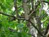 Fox Squirrel