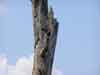 Red Headed Woodpecker
