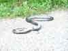 Blacksnake