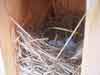 Green Heron Acres